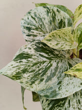 Load image into Gallery viewer, Marble queen pothos
