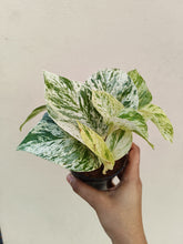 Load image into Gallery viewer, Marble queen pothos