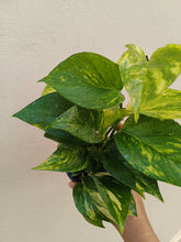 Load image into Gallery viewer, Pothos variegated