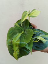 Load image into Gallery viewer, Philodendron brasil