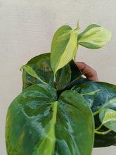 Load image into Gallery viewer, Philodendron brasil