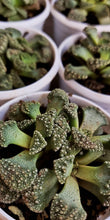 Load image into Gallery viewer, Titanopsis calcaria