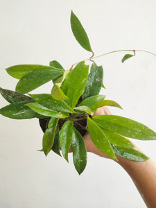 Hoya pubicalyx (4" pot)