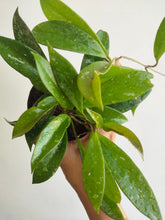 Load image into Gallery viewer, Hoya pubicalyx (4&quot; pot)