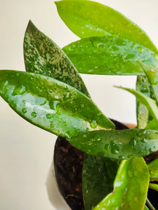 Hoya pubicalyx (4" pot)