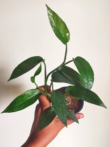 Epipremnum pinnatum " Green form"