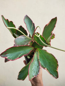 PEPEROMIA clusiifolia 'Jelly'