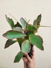 Load image into Gallery viewer, PEPEROMIA clusiifolia &#39;Jelly&#39;