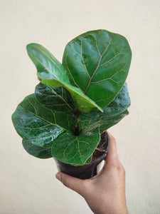 Fiddle leaf fig (Dwarf variety)