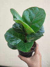 Load image into Gallery viewer, Fiddle leaf fig (Dwarf variety)
