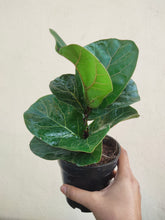 Load image into Gallery viewer, Fiddle leaf fig (Dwarf variety)