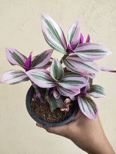 Load image into Gallery viewer, Tradescantia Nanouk