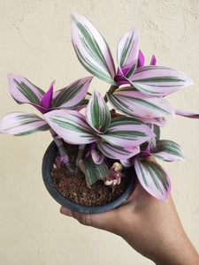 Tradescantia Nanouk