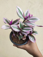 Load image into Gallery viewer, Tradescantia Nanouk