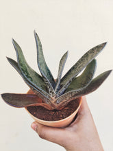 Load image into Gallery viewer, Gasteria succulent