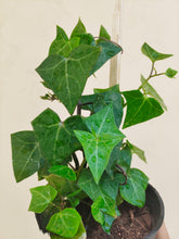 Load image into Gallery viewer, English ivy green