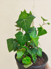 Load image into Gallery viewer, English ivy green