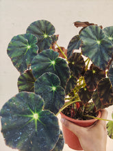 Load image into Gallery viewer, Begonia &#39;Micro mo&#39;