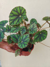 Load image into Gallery viewer, Begonia tiger paws