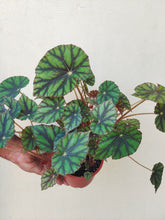 Load image into Gallery viewer, Begonia tiger paws