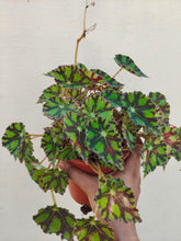 Load image into Gallery viewer, Eye lash Begonia