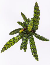 Load image into Gallery viewer, Rattle Snake calathea