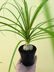 Nolina palm or Ponytail palm