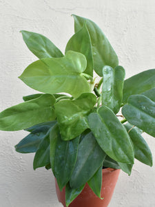 Philodendron Bipennifollium glaucous