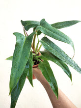 Load image into Gallery viewer, Philodendron mexicanum