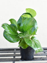 Load image into Gallery viewer, Global green pothos