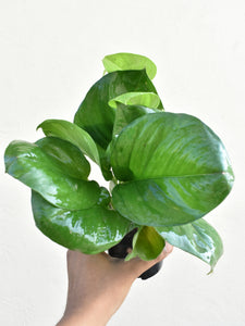 Global green pothos