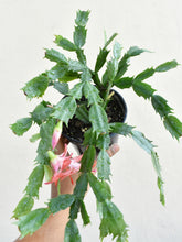 Load image into Gallery viewer, Christmas cactus
