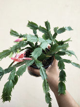 Load image into Gallery viewer, Christmas cactus