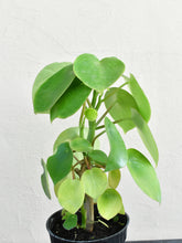 Load image into Gallery viewer, Peperomia raindrop (BIG)