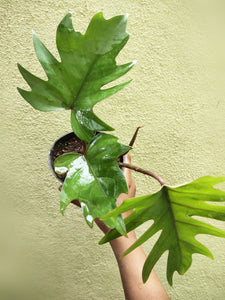 Philodendron MAYOI