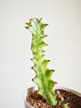 Load image into Gallery viewer, Euphorbia marble trigona variegata