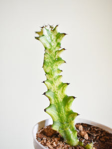 Euphorbia marble trigona variegata