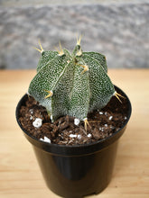 Load image into Gallery viewer, Astrophytum ornatum