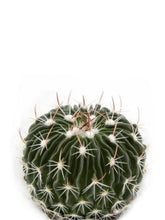 Load image into Gallery viewer, Stenocactus multicostatus (Brain cactus)