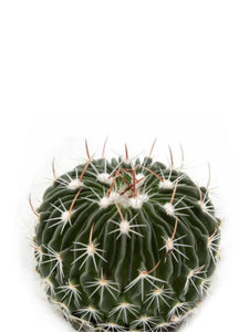 Stenocactus multicostatus (Brain cactus)