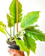 Load image into Gallery viewer, Philodendron pluto (Bushy)
