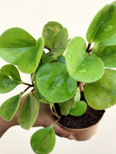 Load image into Gallery viewer, Peperomia obtusifolia variegated