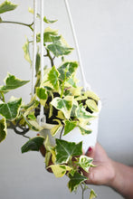 Load image into Gallery viewer, English ivy variegated