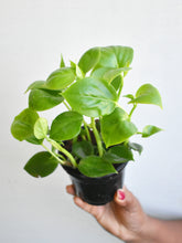 Load image into Gallery viewer, Peperomia scandens