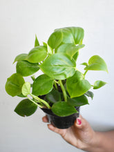 Load image into Gallery viewer, Peperomia scandens