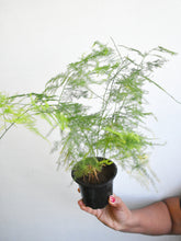 Load image into Gallery viewer, Asparagus fern