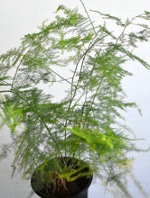 Load image into Gallery viewer, Asparagus fern