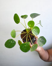 Load image into Gallery viewer, Pilea peperomoides