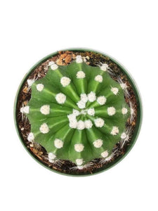 Easter lily cactus