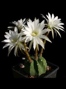 Easter lily cactus